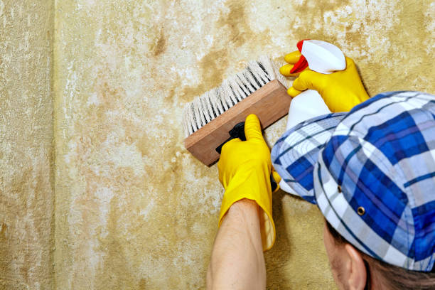 Best Comprehensive Air Testing for Mold Contaminants  in Reidville, SC