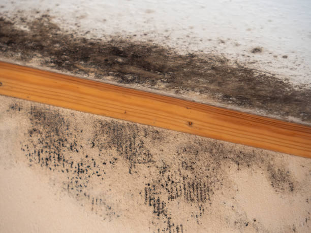 Best Emergency Mold Remediation  in Reidville, SC