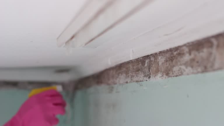 Best Mold Odor Removal Services  in Reidville, SC